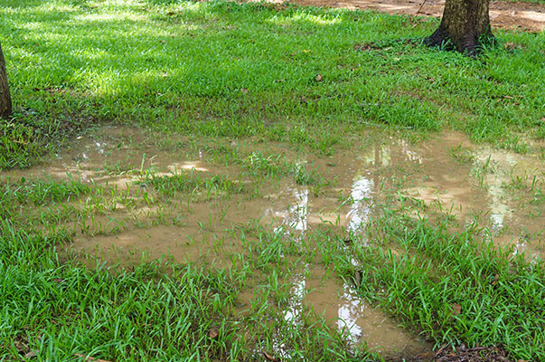 Yard drainage done by Transitions Outdoor Services